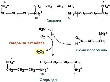 Полиаминоксидазы