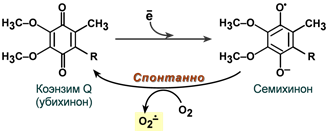 Коэнзим Q (убихинон) и супероксиданион