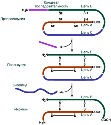 Схема синтеза инсулина