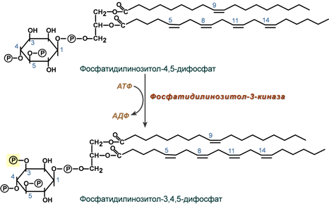 Образование фосфатидилинозитол-3-фосфата