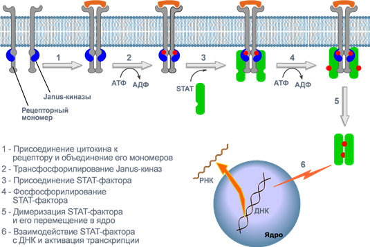 Механизм действия цитокинов