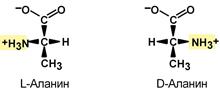 Изомерия аминокислот. L и D формы аланина