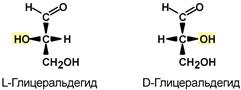 Изомерия аминокислот. L и D формы глицеральдегида