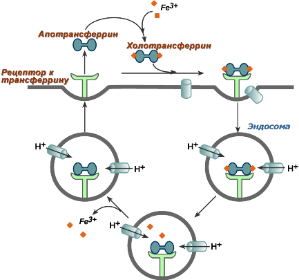 Перенос железа в клетки трансферриновый рецептор