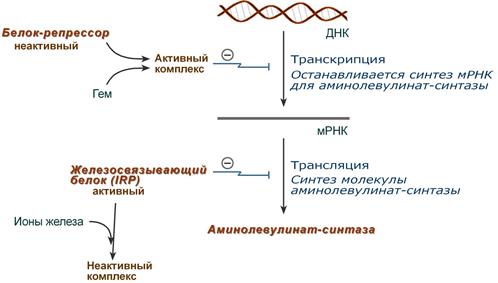 Регуляция синтеза гема и аминолевулинат синтазы