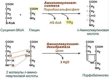 Синтез порфобилиногена (гема)