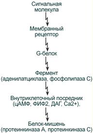 Схема работы G-белков