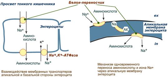 Вторично-активный механизм транспорт аминокислот через мембраны