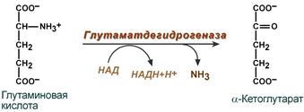 Реакция, проводимая глутамат-дегидрогеназы