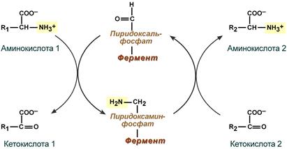 Принцип реакции трансаминирования  аминокислот