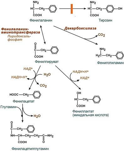 Метаболиты фенилаланина