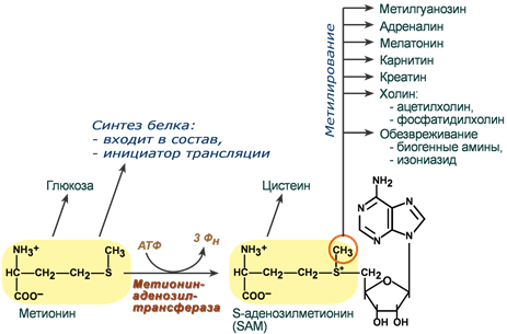 Пути использования и роль метионина в клетке. Metabolism of methionine