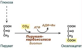 Реакция анаплеротического пополнения цикла трикарбоновых кислот