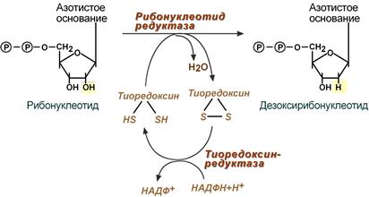 реакция синтеза дезоксирибонуклеотидов