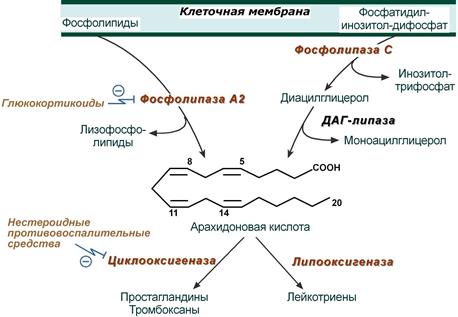 Синтез эйкозаноидов