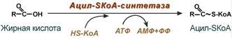 Активация жирной кислоты, ацил-SКоА-синтетаза