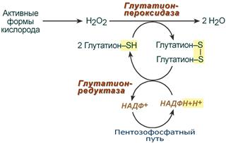 Роль НАДФН в антиоксидантной системе клетки