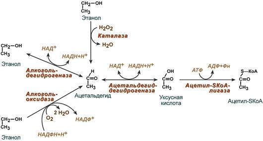 Реакции окисления этанола алкогольдегидрогеназой и ацетальдегиддегидрогеназой