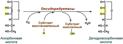 Функция аскорбиновой кислоты