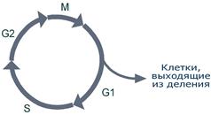 Фазы клеточного цикла
