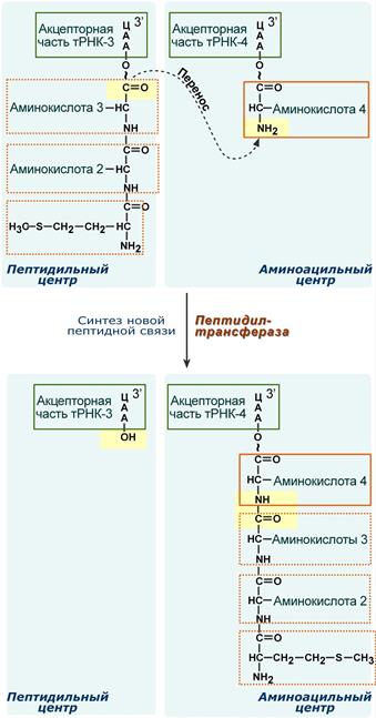 Схема образования пептидной связи