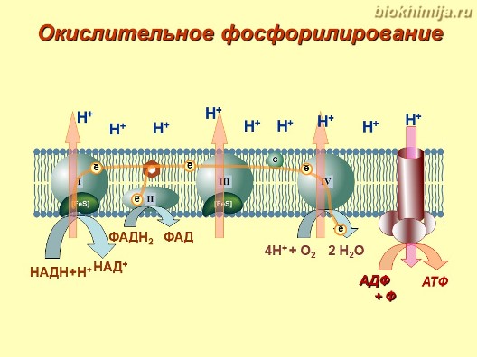 Окислительное фосфорилирование транспорт электронов