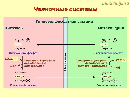 - лекция Гликолиз ГНГ Этанол - Биохимия