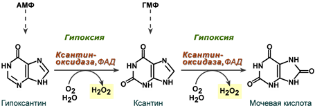 Ксантиндегидрогеназа и ксантиноксидаза