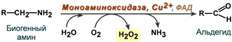 Моноаминоксидаза