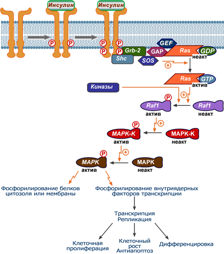 Последовательность реакций Ras, Raf, MAP, MAPK-kinase