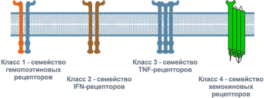 Виды рецепторов цитокинов