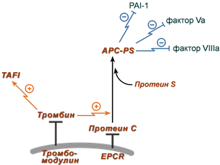 Система протеина C и протеина S