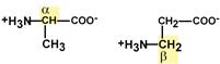 Изомерия аминокислот. Альфа и бета формы аланина