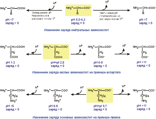 Изменение заряда аминокислот при сдвиге pH
