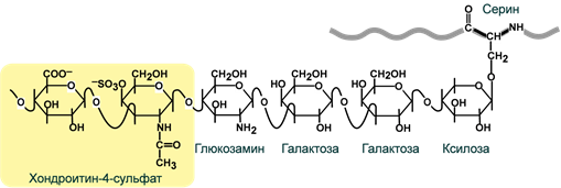 Схема связи хондроитинсульфата с белком