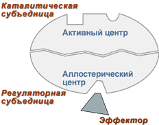 Схема аллостерического фермента