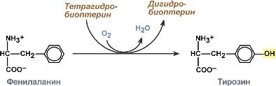 Фенилаланин-оксигеназа