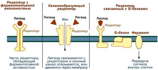 Типы мембранных рецепторов