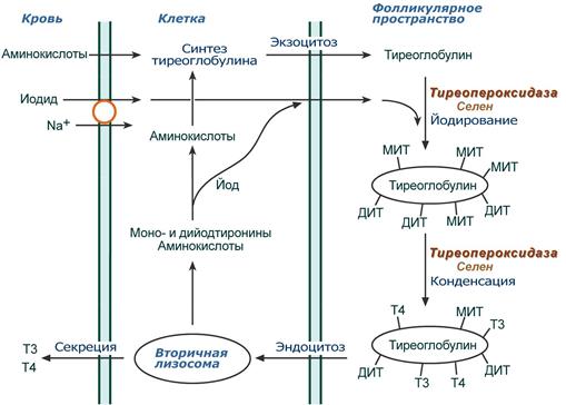 Синтез тиреоидных гормонов. Роль селена и иода. Участие тиреопероксидазы