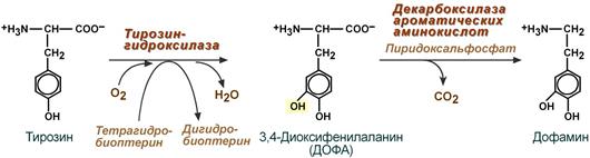 Синтез  биогенного амина дофамина из тирозина с участием тетрагидробиоптерин и пиридоксальфосфата