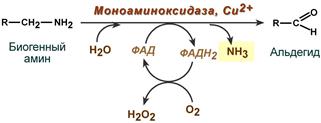 реакция дезаминирования биогенных аминов с участием моноаминоксидазы MAO