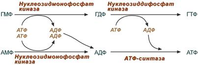Синтез АТФ и ГТФ