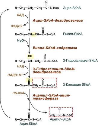 Реакции бета-окисления жирных кислот