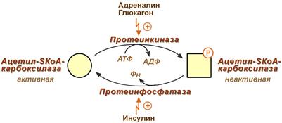 Регуляция ацетил-SКоА-карбоксилазы