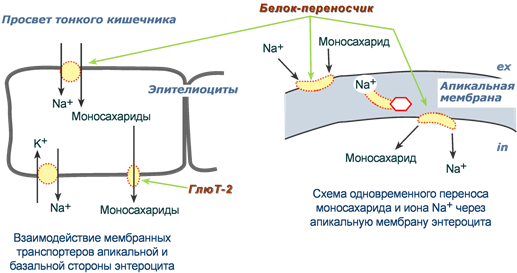 Вторичный активный транспорт моносахаридов через мембраны