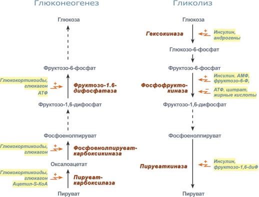 Регуляция гликолиза и глюконеогенеза