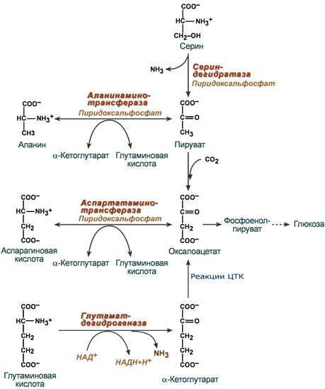 Включение аминокислот в глюконеогенез