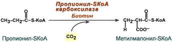 Карбоксилирование пропионил-SКоА